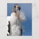 Suche nach bedrohte art postkarten Wild