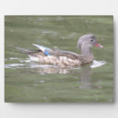 Suche nach enten fotoplatten Tiere