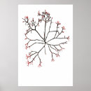 Suche nach algen poster Vintag