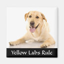 Suche nach retreiver Labrador