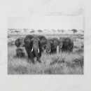 Suche nach masai postkarten Safari