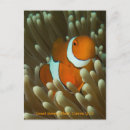 Suche nach nemo postkarten Clownfisch