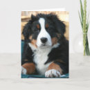 Suche nach hundewelpen postkarten Berner hund
