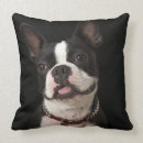 Suche nach boston terrier kissen Tiere