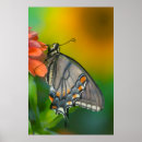 Suche nach orange schmetterling poster Gold