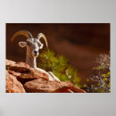 Suche nach huftiere poster Säugetier
