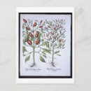 Suche nach hortus postkarten Schule