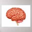 Suche nach gehirn anatomie poster Detail
