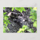 Suche nach verstecken postkarten Niedlich