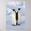 Suche nach antarctica poster Penguins