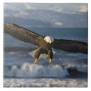 Suche nach flug fliesen Adler