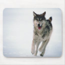 Suche nach graue wölfe mousepads Nordamerika