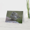 Suche nach spatz karten Fotografie