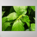 Suche nach gecko poster Natur
