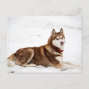 Suche nach siberian husky postkarten Snow