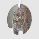 Suche nach sumatran wohnen zuhause Große katzen
