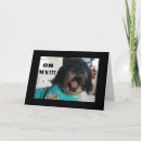 Suche nach shih tzu lustig karten Fotografie