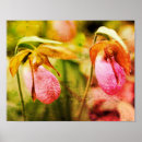Suche nach rosa orchideen poster Natur