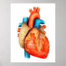 Suche nach menschliches herz poster Aorta