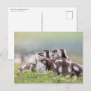 Suche nach niedliche küken postkarten Vögel