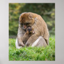 Suche nach tierfamilie poster Wild lebende tiere