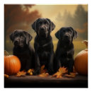 Suche nach labrador welpe poster Herbst