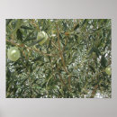 Suche nach olivenbaum poster Mediterran