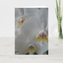 Suche nach weiße orchideen karten Für alle