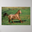 Suche nach appaloosa poster Bob