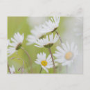 Suche nach cheerful postkarten Bright