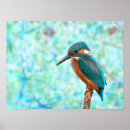 Suche nach kingfish poster Blau