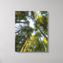 Suche nach redwood leinwandbilder Wald