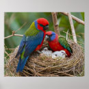 Suche nach rosella poster Vogel