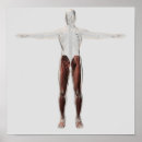 Suche nach human body poster Illustration
