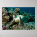 Suche nach grüne meeresschildkröte poster Chelonia mydas