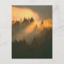 Suche nach mammutbaum postkarten Wald
