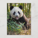 Suche nach großer panda postkarten Bär