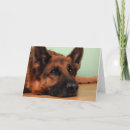 Suche nach hundegesicht karten Haustier