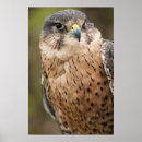 Suche nach falcon poster Tiere