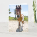 Suche nach assateague karten Pony