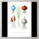 Suche nach zwiebeln poster Knoblauch