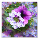 Suche nach lavendel foto poster Rosa