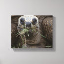 Suche nach schildkröten leinwandbilder Meeresflora und fauna