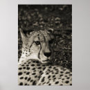 Suche nach geparden poster Tiere