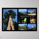 Suche nach sequoia poster California