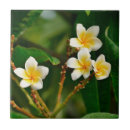 Suche nach frangipani fliesen Für alle