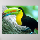 Suche nach panama poster Zentralamerika