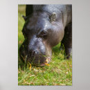 Suche nach hippopotamus poster Niedlich