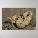 Suche nach rattlesnake poster Schlangen