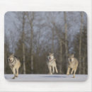 Suche nach wildes tier mousepads Laufen